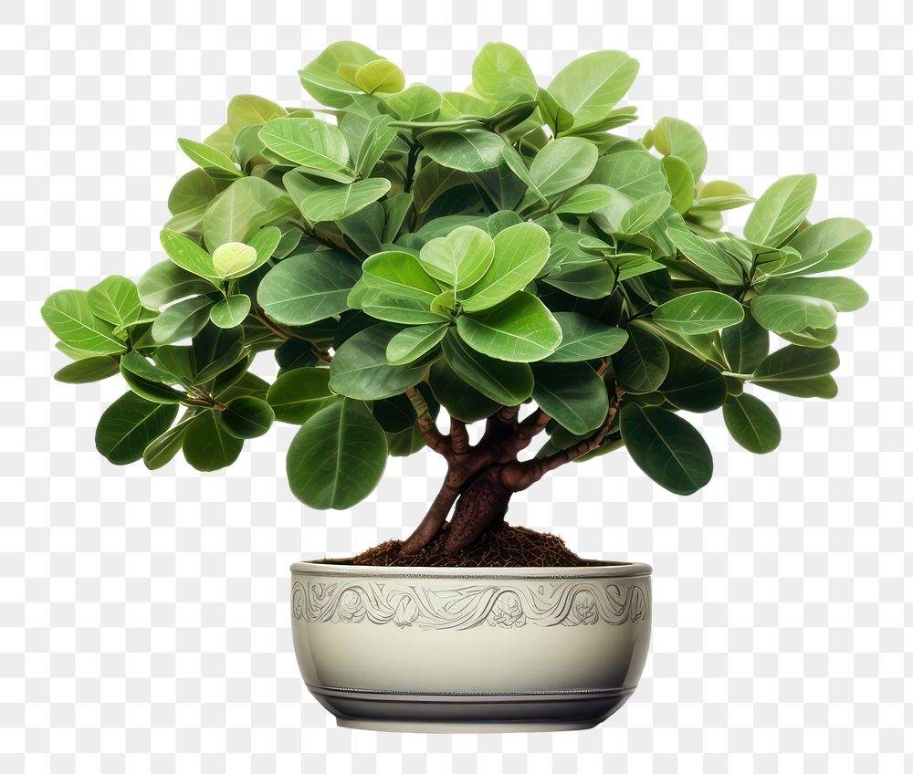 PNG Potted plant bonsai leaf tree. 