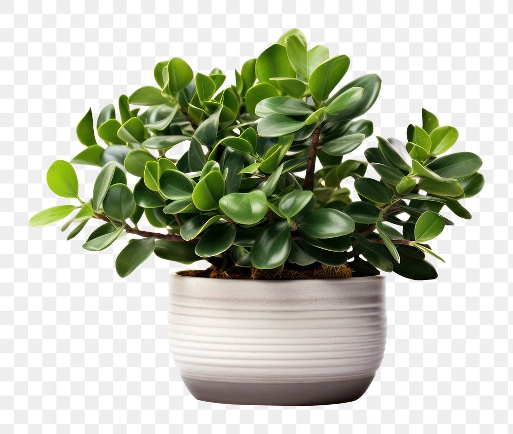 PNG  Potted plant bonsai leaf vase. AI generated Image by rawpixel.