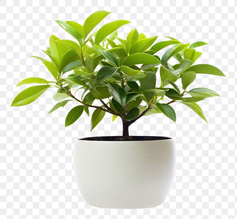 PNG Potted plant bonsai leaf  