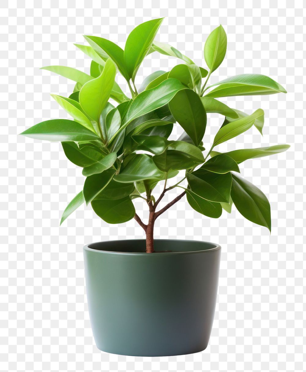 PNG Potted plant leaf white background houseplant. 