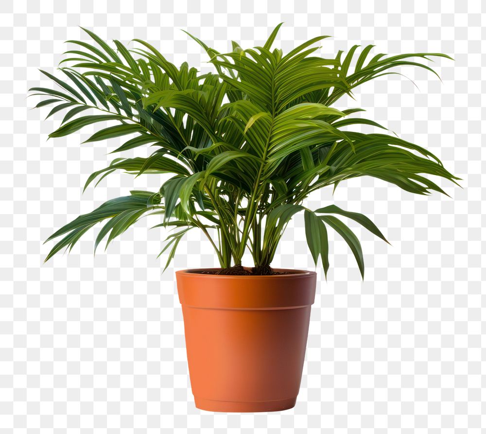 PNG Potted plant leaf white background houseplant. 