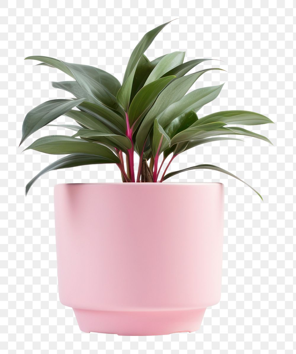 PNG  Potted plant flower leaf vase. AI generated Image by rawpixel.