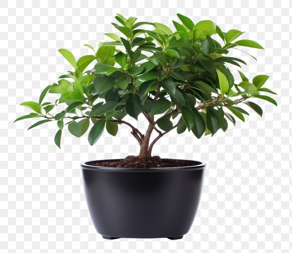 PNG Potted plant bonsai leaf tree. 