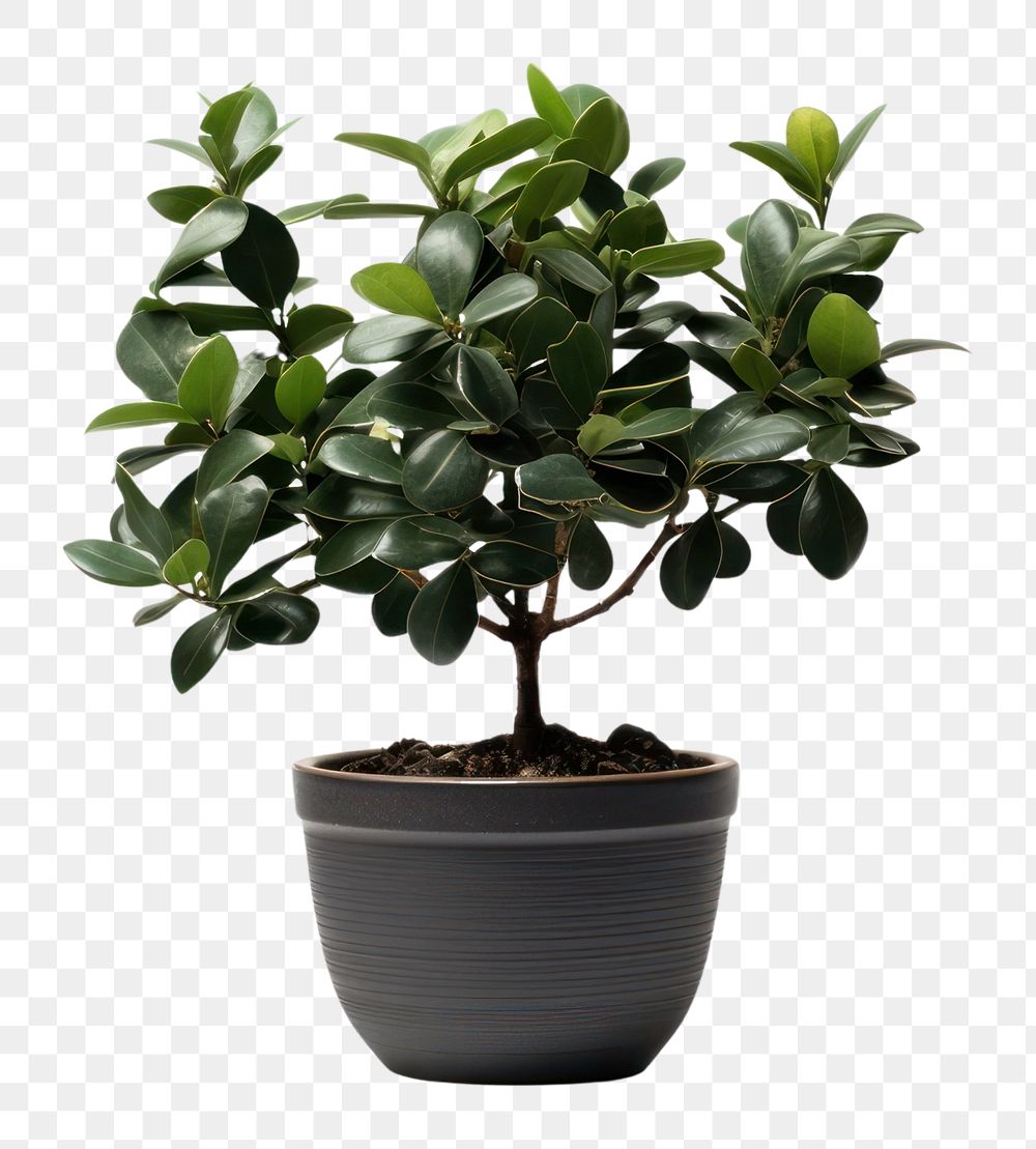PNG  Potted plant bonsai leaf tree. AI generated Image by rawpixel.