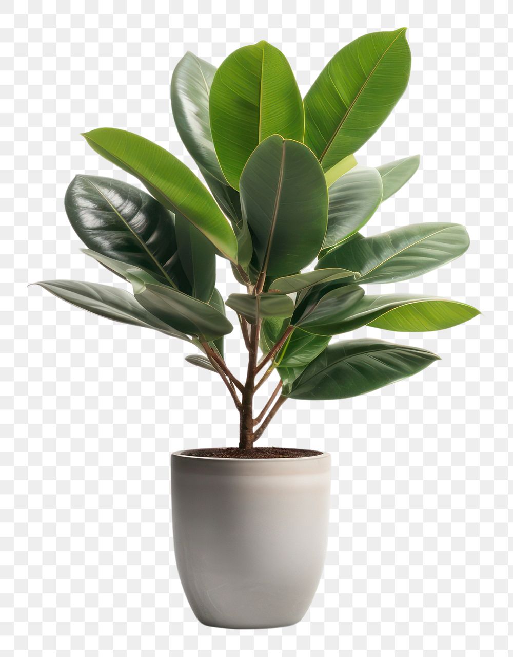 PNG  Potted tall rubber plant bonsai leaf tree. AI generated Image by rawpixel.