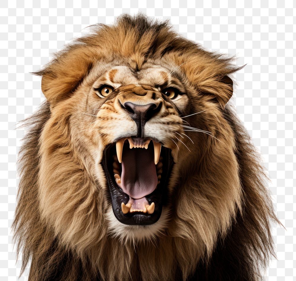 Premium AI Image  The male lion roars AI Generated