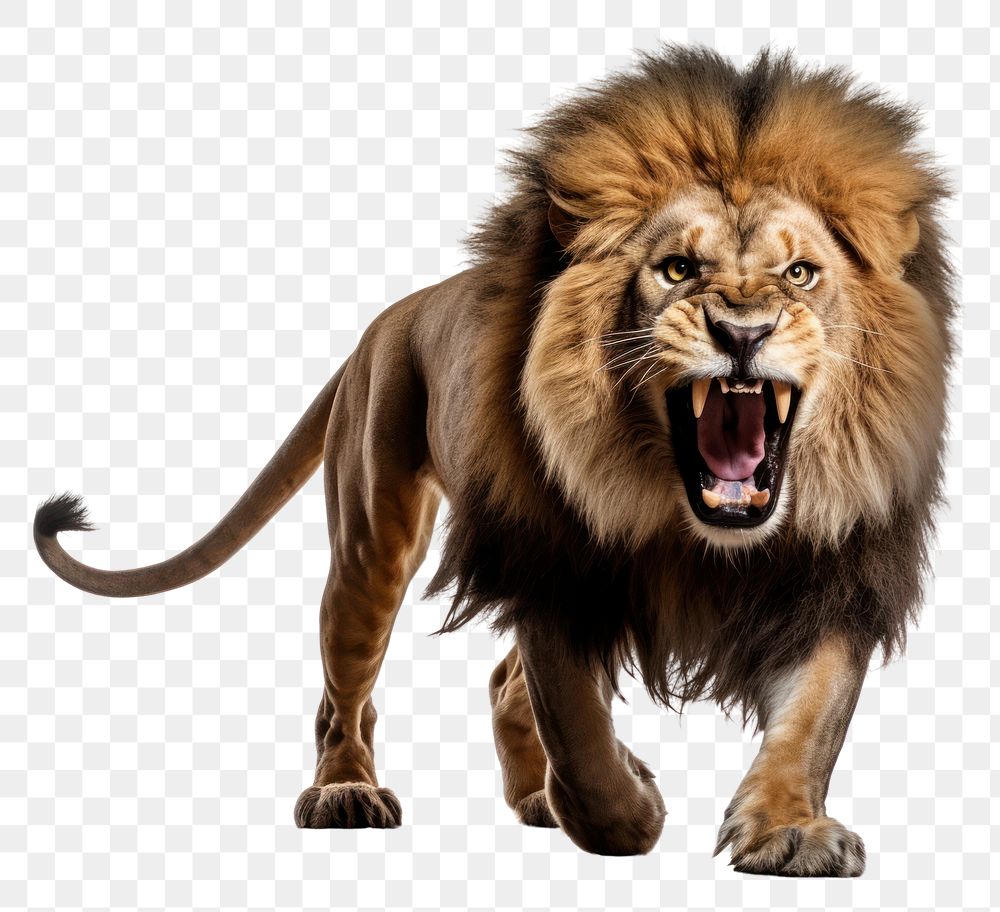 Premium AI Image  The male lion roars AI Generated