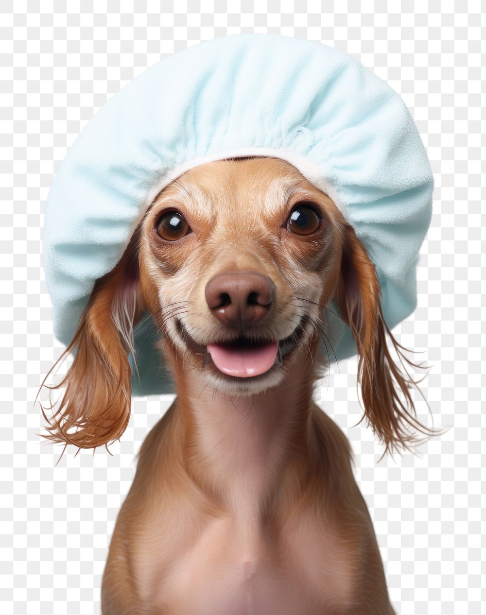 PNG happy dog in a shower cap portrait. AI generated image by rawpixel.