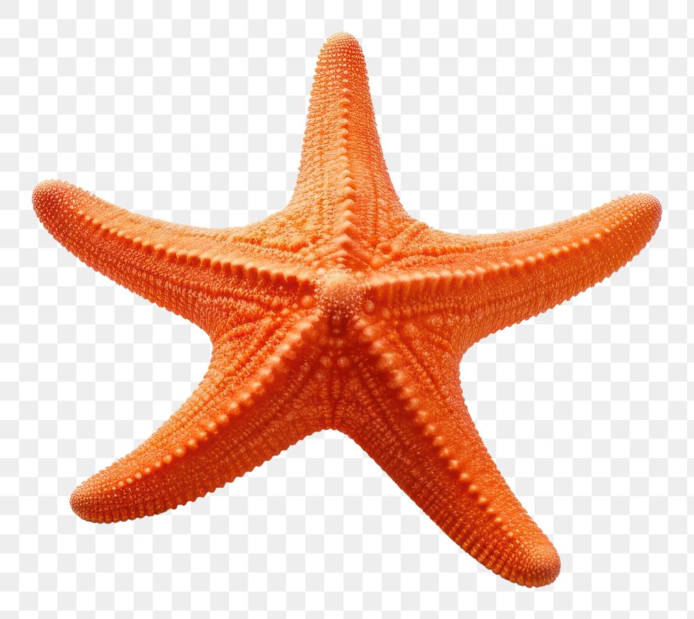 PNG Starfish invertebrate echinoderm shellfish. AI generated Image by rawpixel.