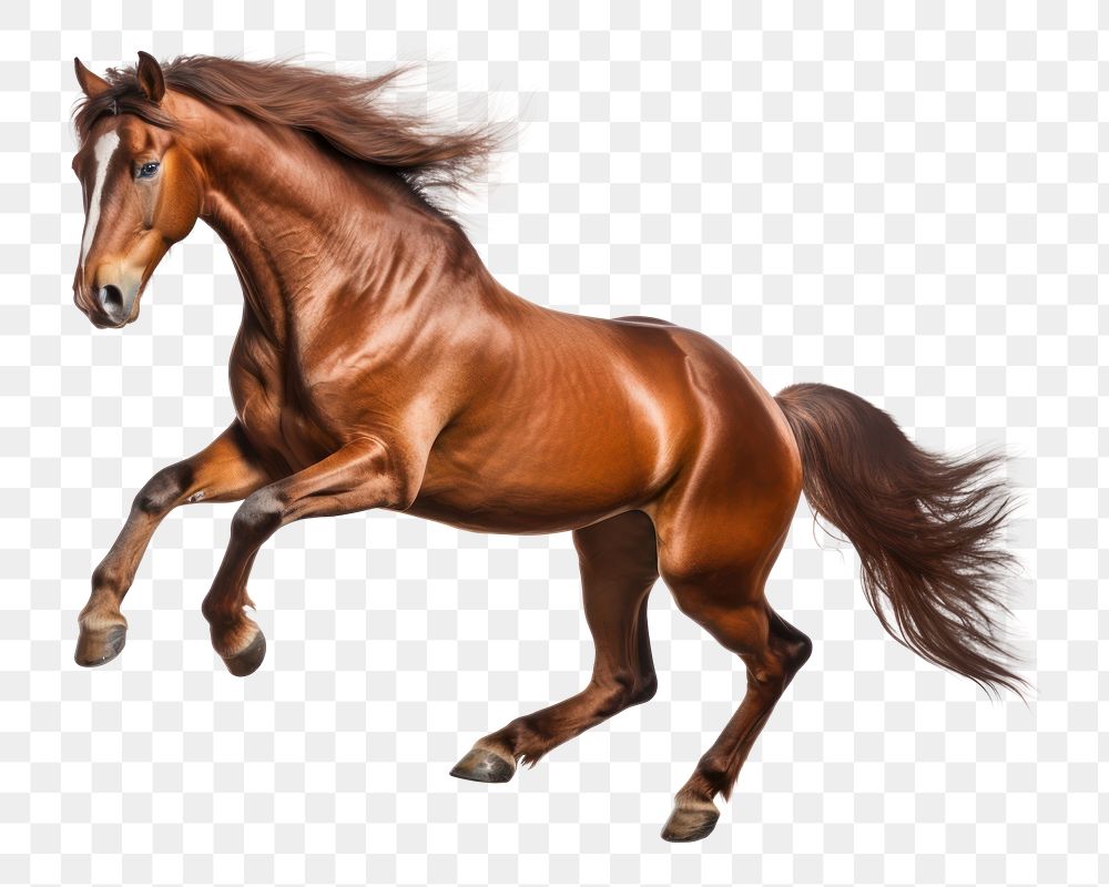 PNG Horse stallion jumping mammal. AI generated Image by rawpixel.