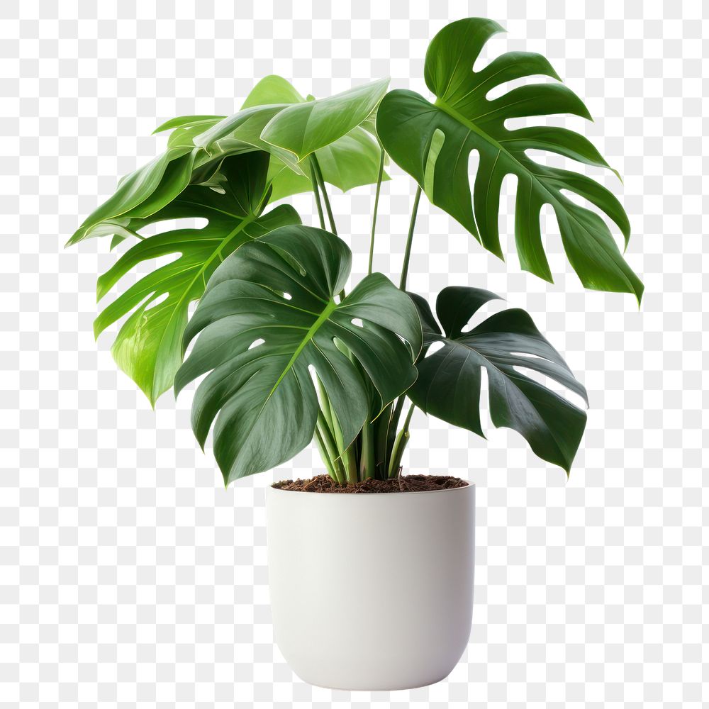 PNG Monstera plant leaf white background. AI generated Image by rawpixel.