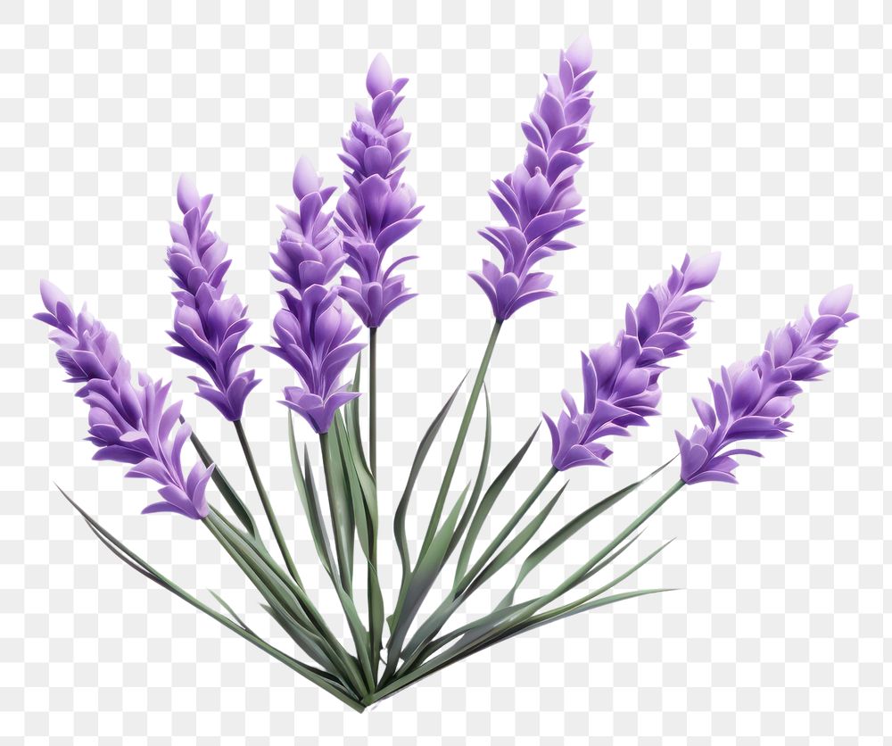 PNG Lavender blossom flower plant. 