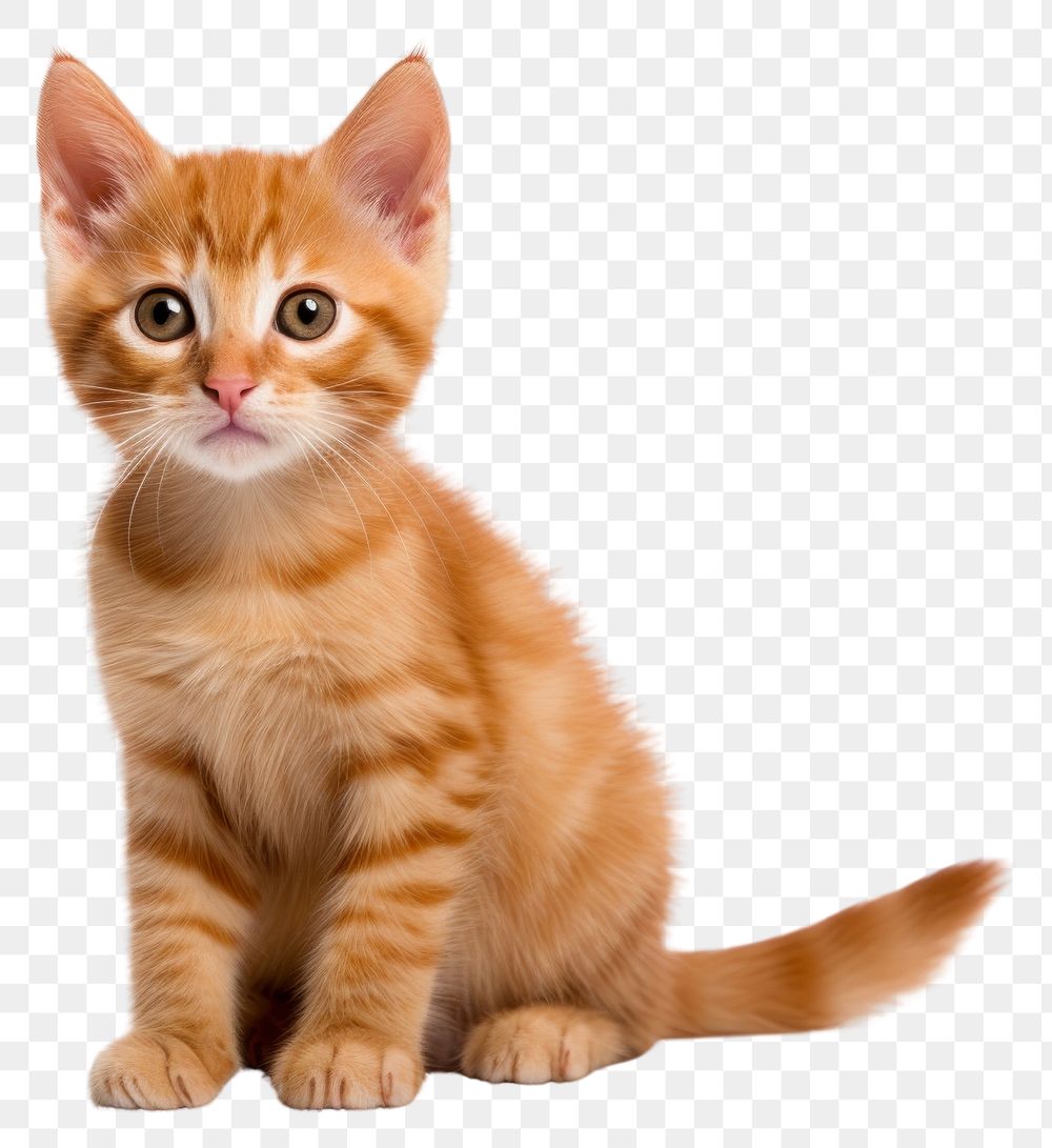 PNG  Ginger kitten animal mammal pet. AI generated Image by rawpixel.