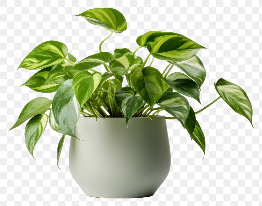 PNG  Pothos plant leaf vase white background. AI generated Image by rawpixel.