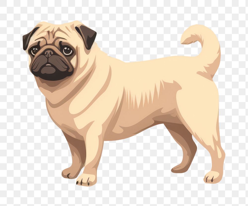 PNG Dog pug animal mammal. 