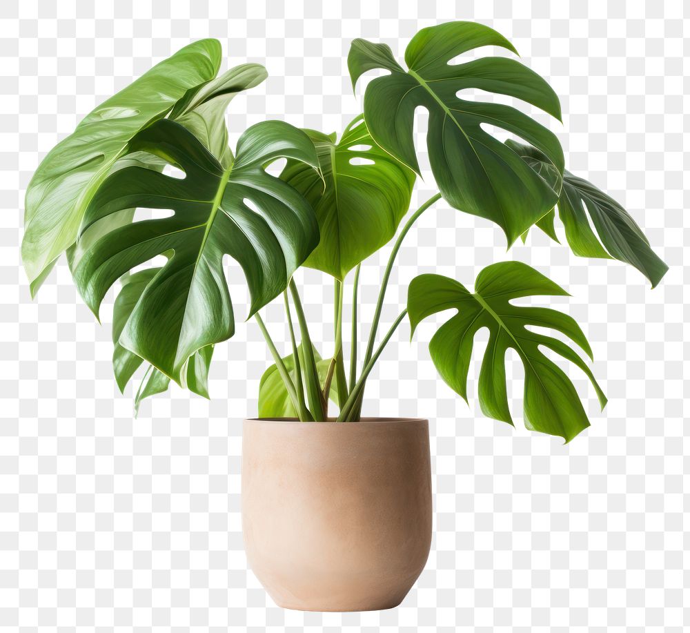 PNG  Plant leaf white background houseplant. AI generated Image by rawpixel.