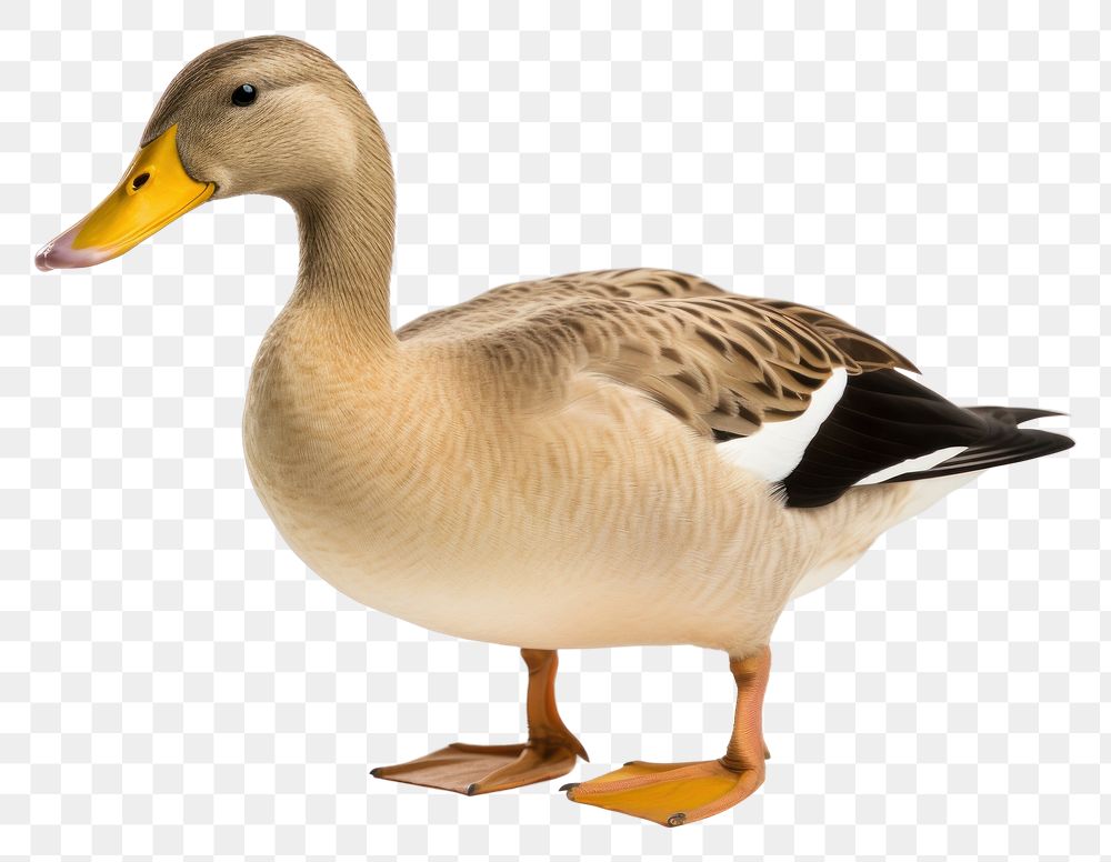PNG Duck duck animal goose. AI generated Image by rawpixel.