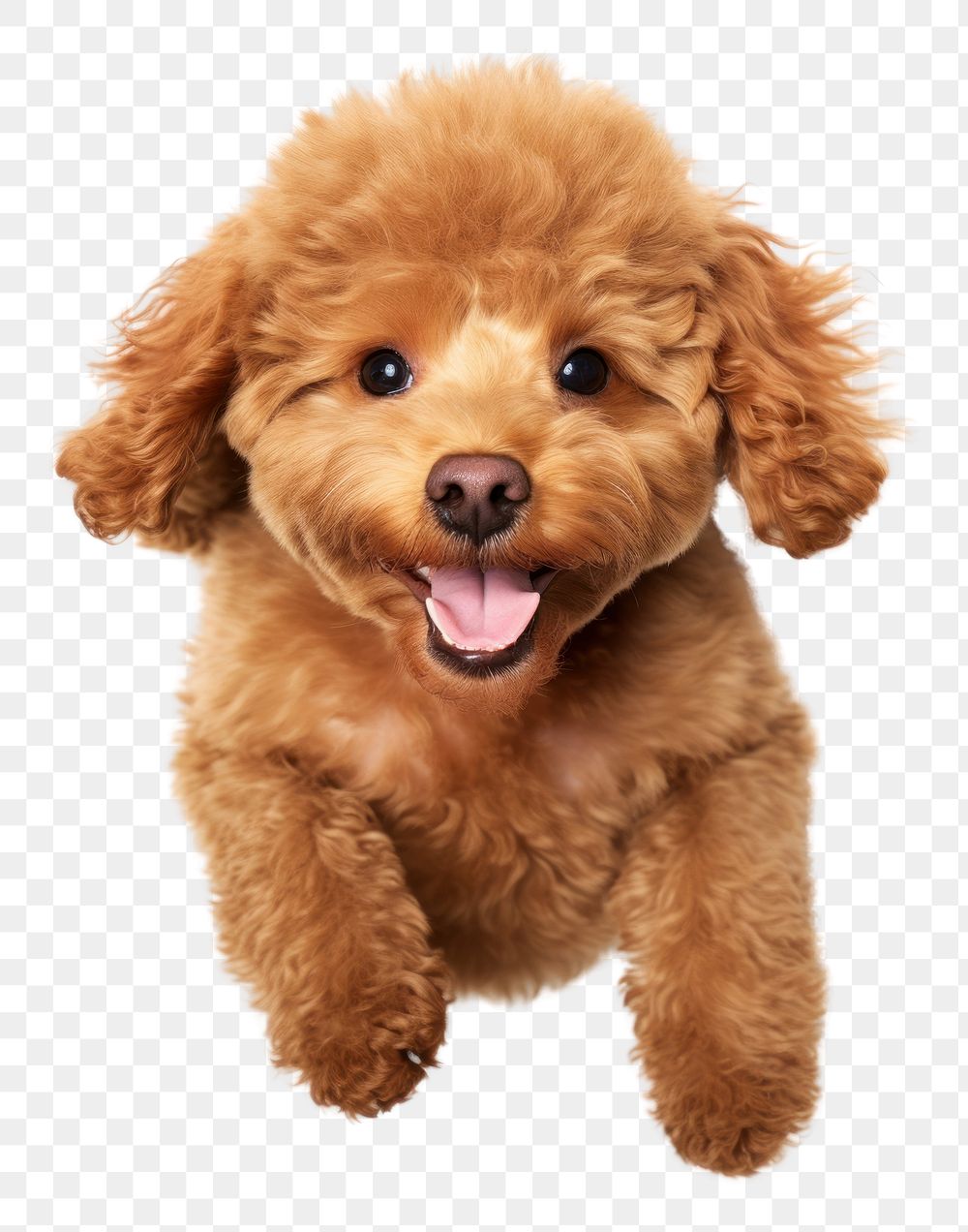 PNG Happy Poodle dog. AI generated Image by rawpixel.