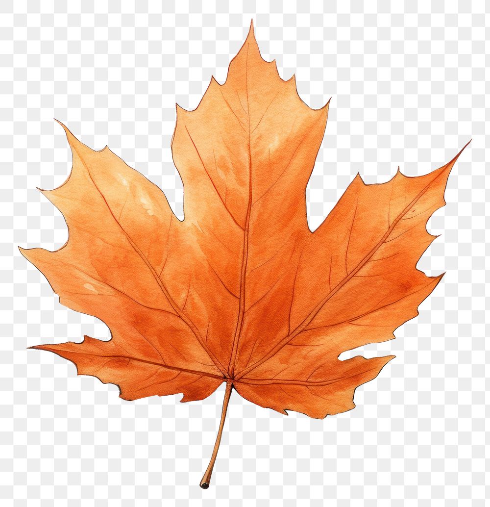 PNG Autumn leaf sketch maple plant. AI generated Image by rawpixel.