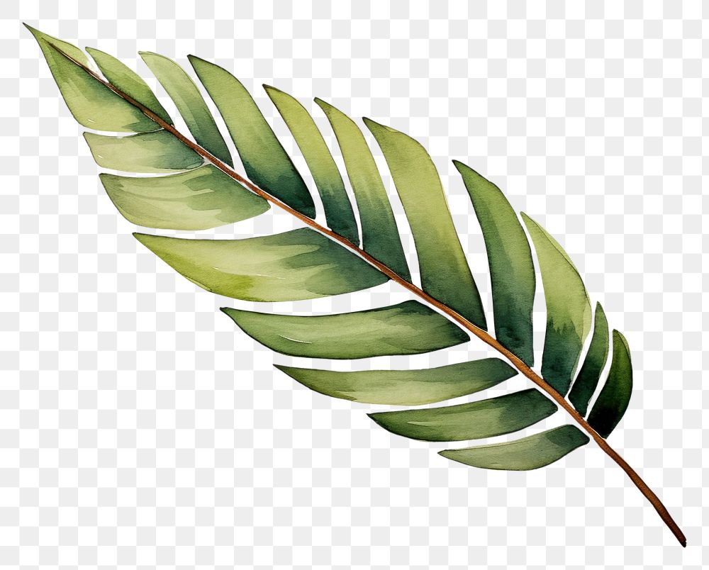 PNG Palm leaf sketch plant art. AI generated Image by rawpixel.