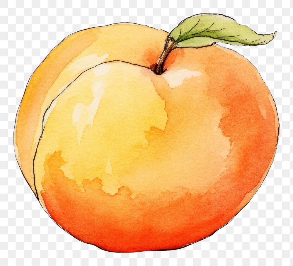 PNG Peach sketch fruit plant. AI generated Image by rawpixel.