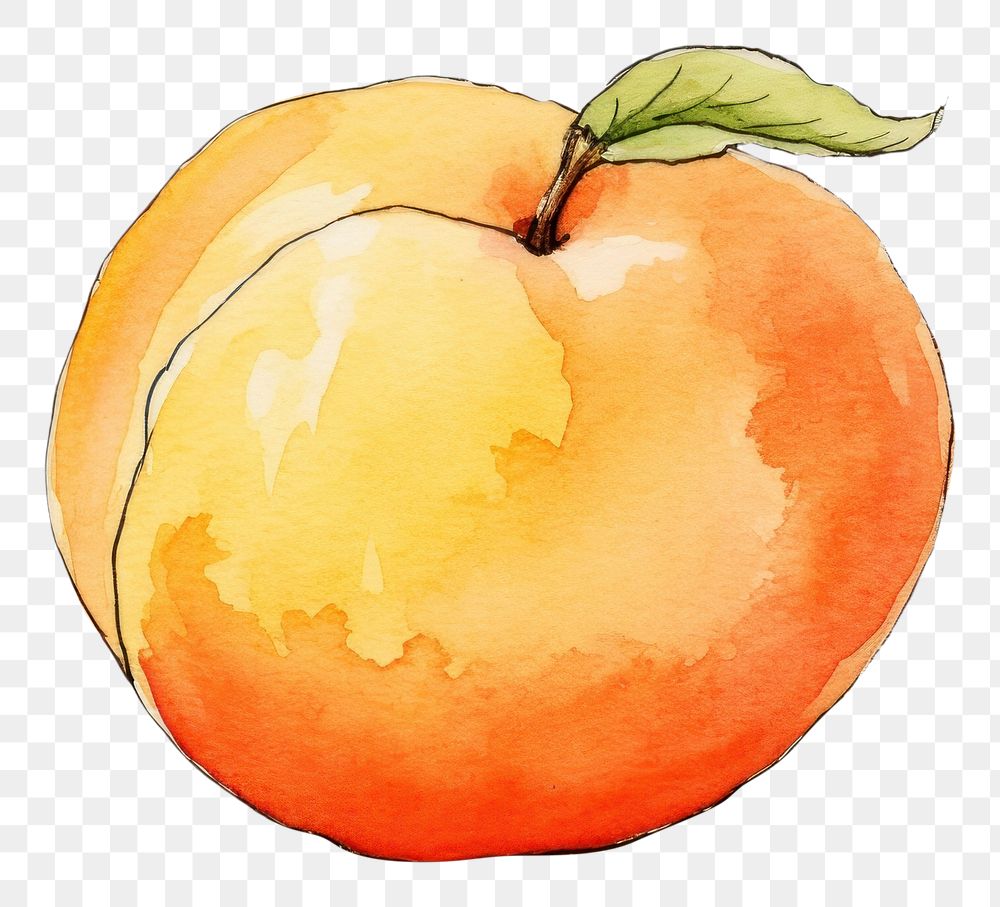 PNG Peach sketch fruit plant. 