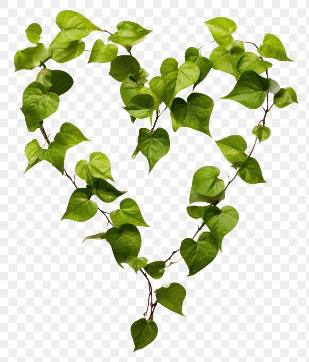 PNG Heart shape grenn leaves branch plant leaf. AI generated Image by rawpixel.