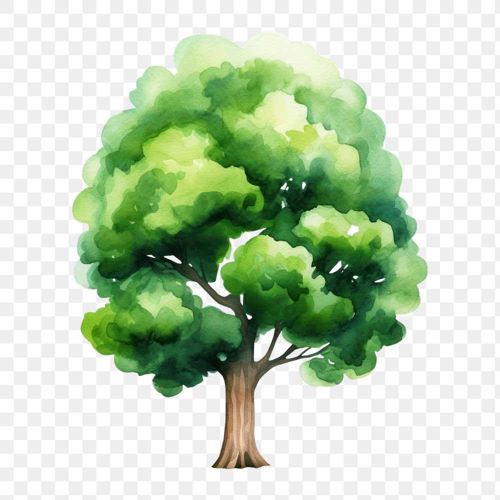 PNG  Big tree plant green white background. AI generated Image by rawpixel.