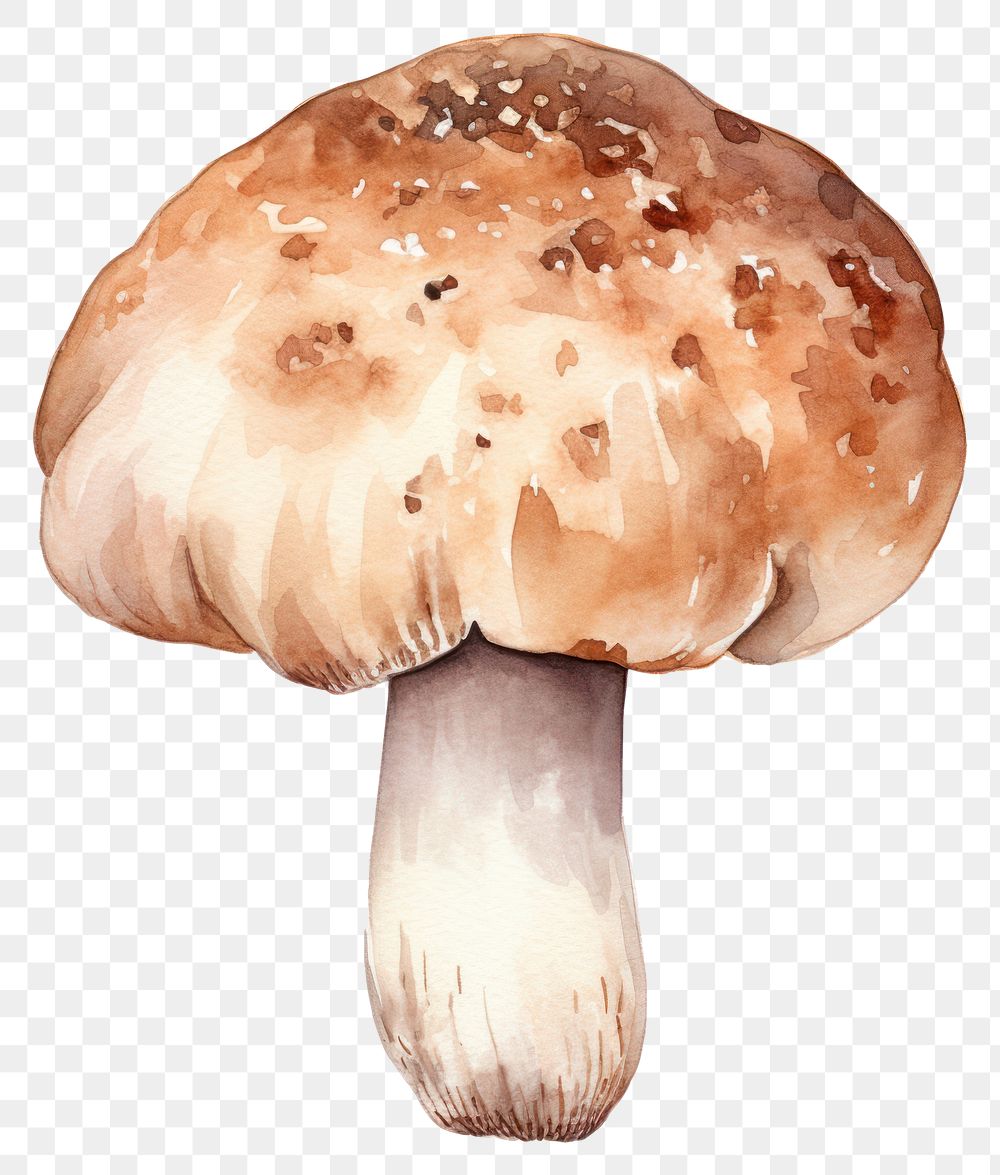 PNG  Mushroom fungus agaric agaricaceae. AI generated Image by rawpixel.