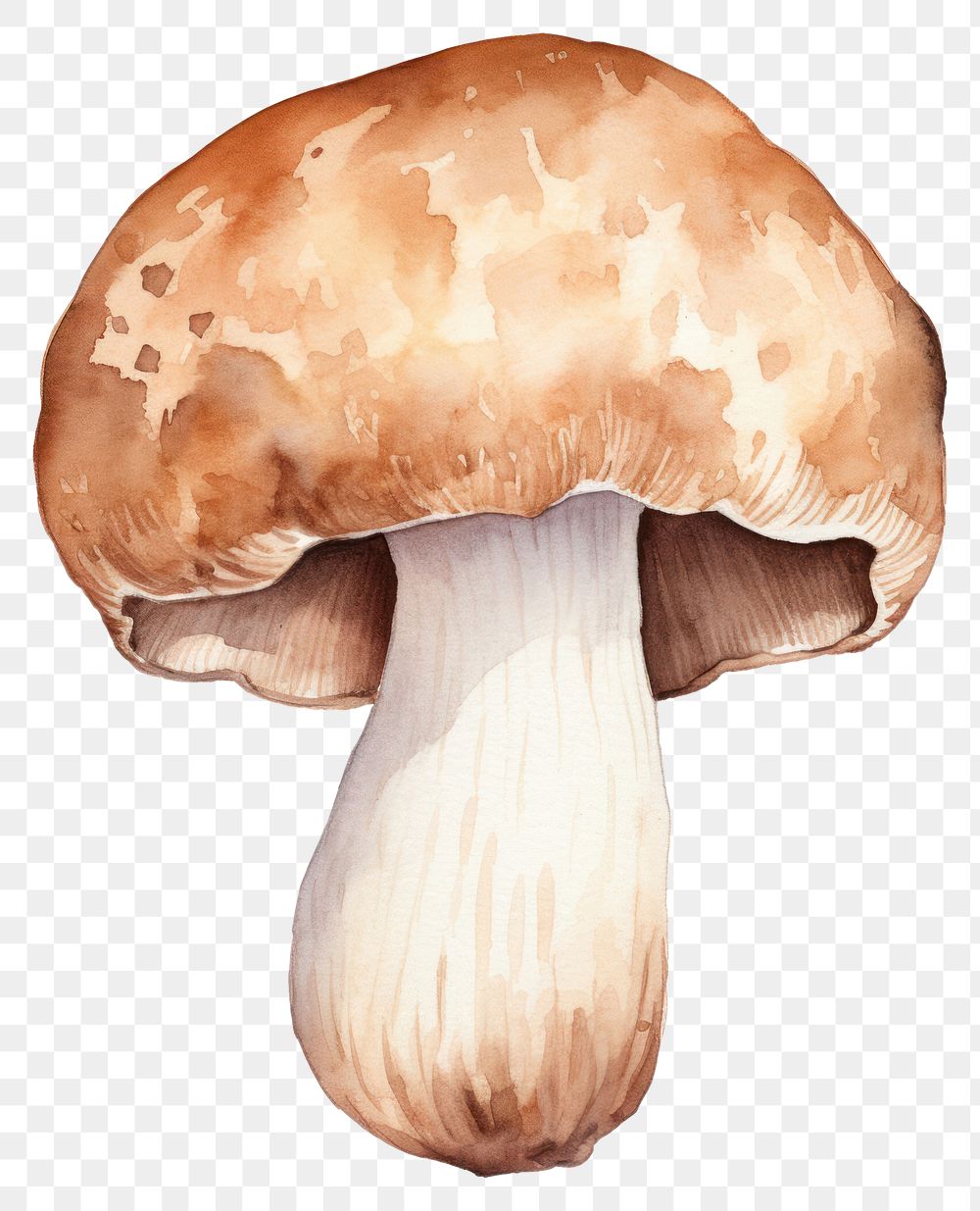 PNG  Truffle mushroom fungus white background agaricaceae. AI generated Image by rawpixel.