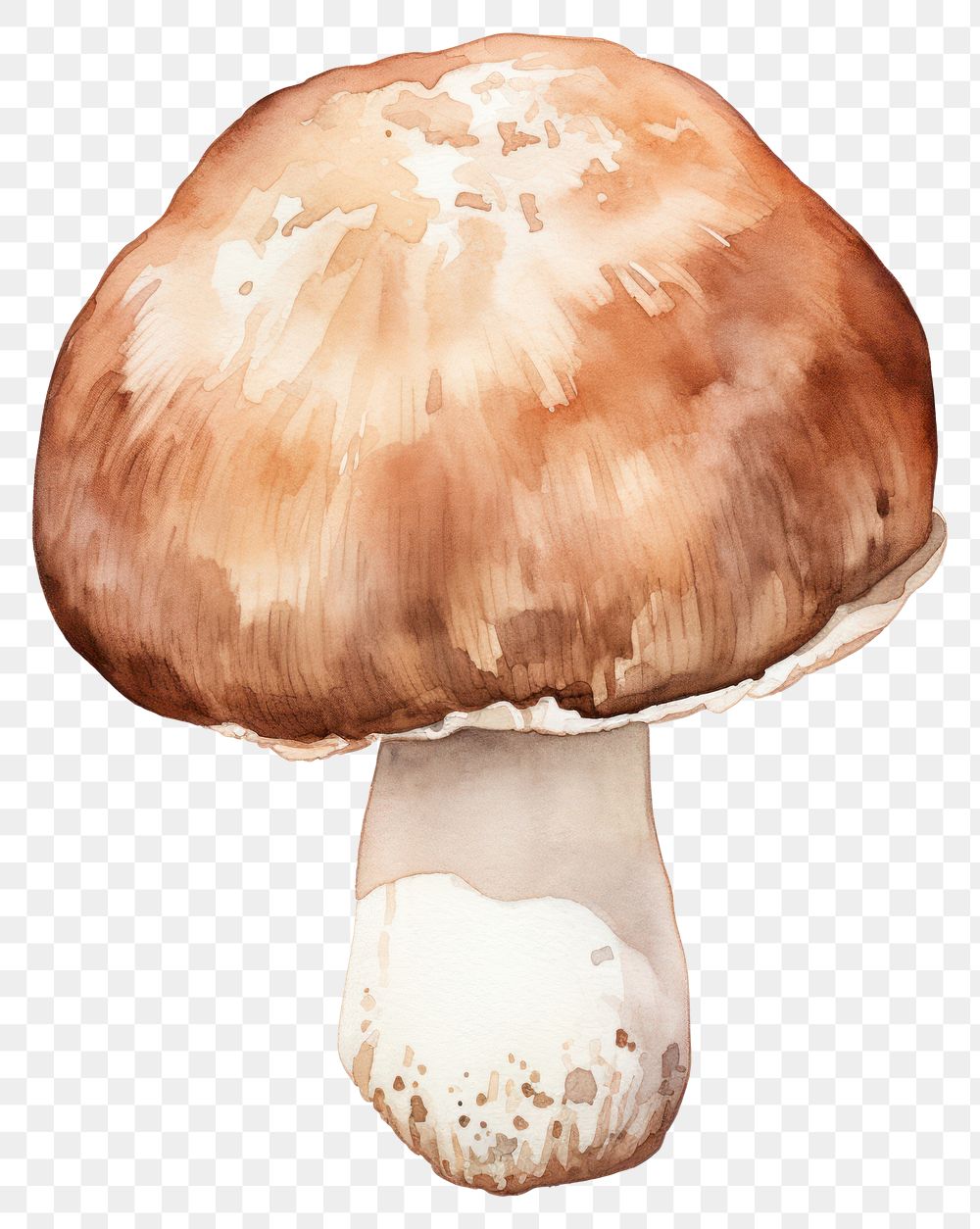 PNG  Truffle mushroom fungus agaric white background. AI generated Image by rawpixel.