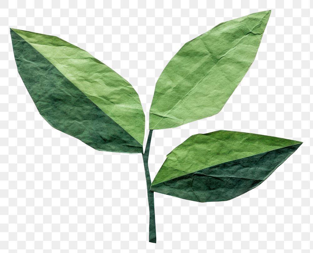 PNG  Green plant leaf white background freshness. 