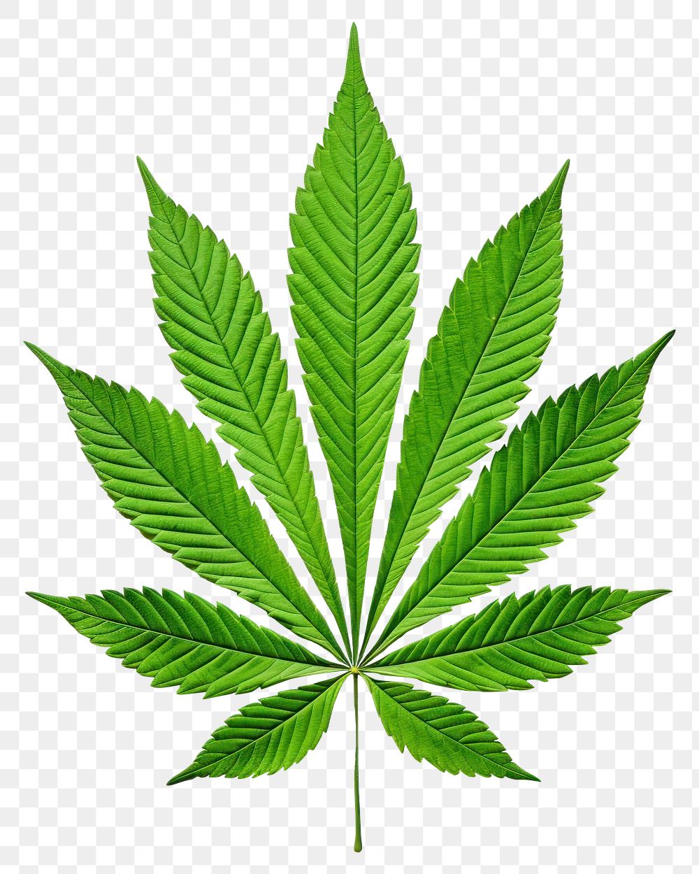 PNG A marijuana leaf world plant herbs white background. 