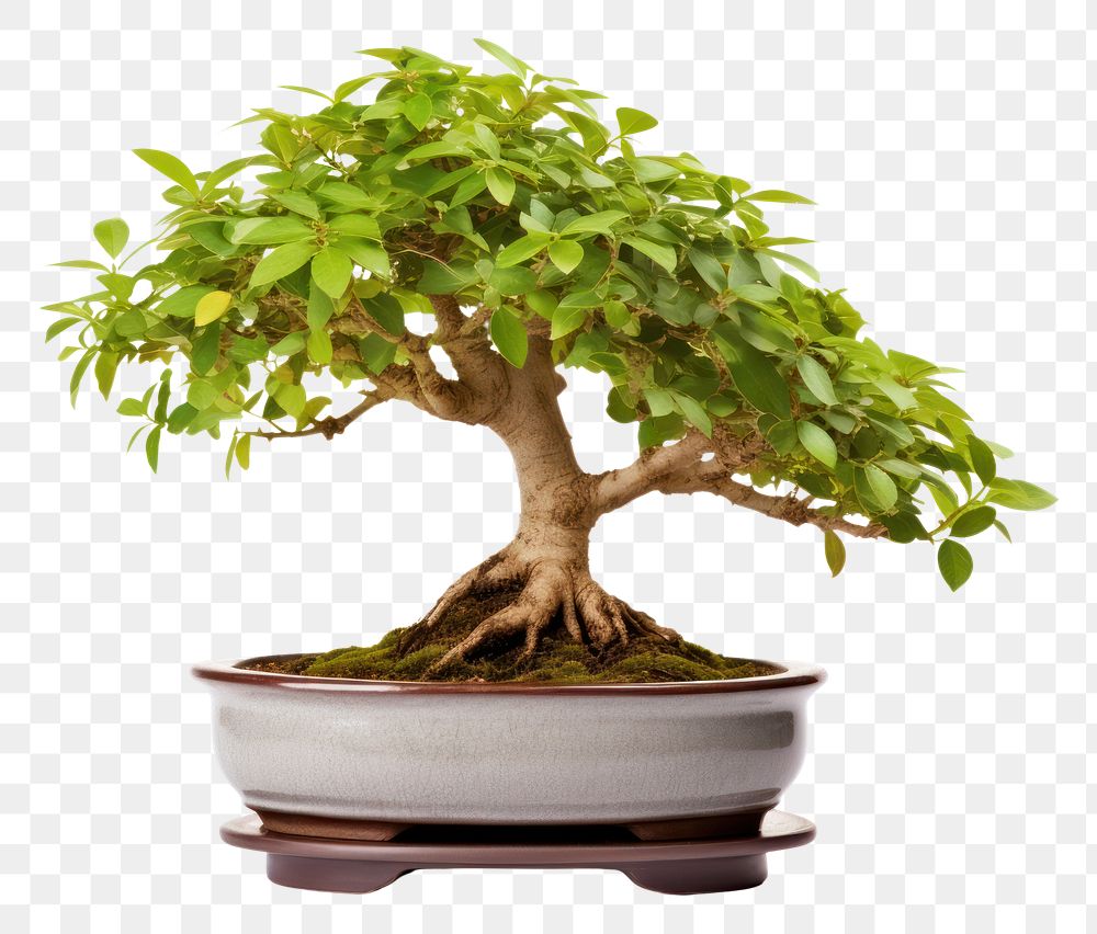 PNG Bonsai plant tree leaf. AI generated Image by rawpixel.