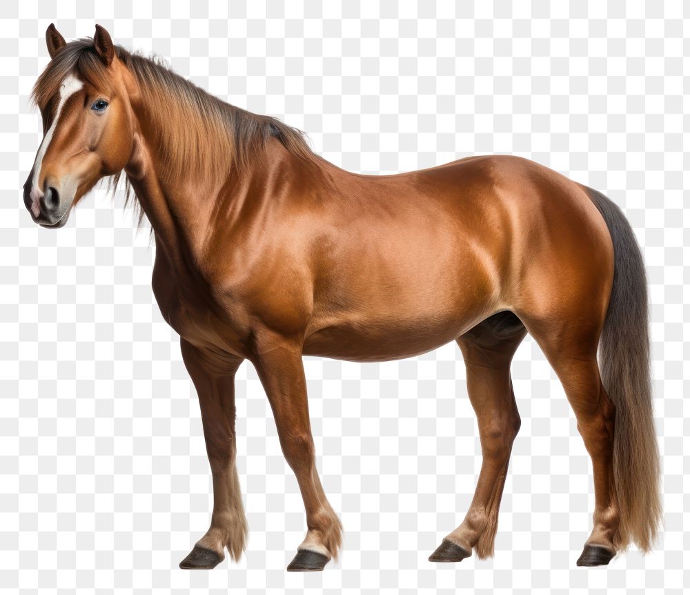 PNG Horse stallion standing mammal. AI generated Image by rawpixel.