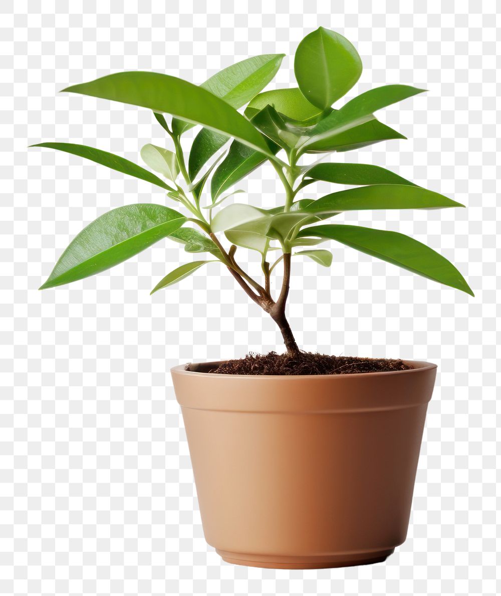 PNG Plant bonsai leaf white background. AI generated Image by rawpixel.