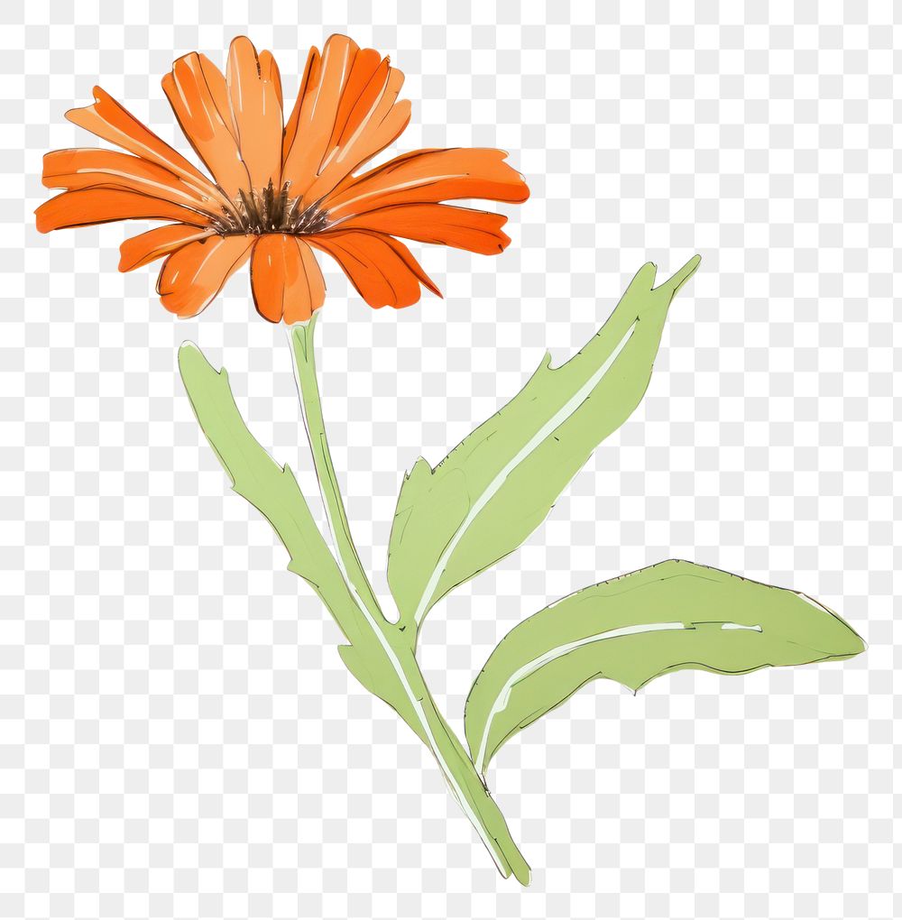 PNG  Flower looking plant adult flower petal daisy. AI generated Image by rawpixel.