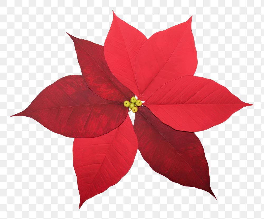 PNG Poinsettia flower petal plant. AI generated Image by rawpixel.