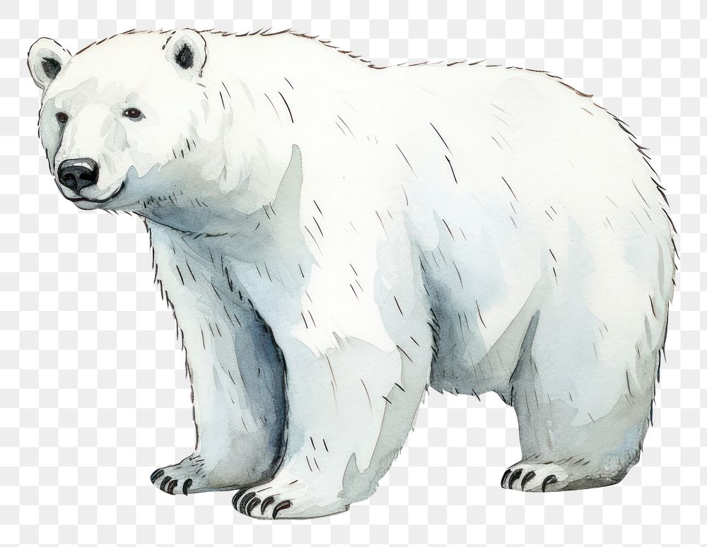 PNG Chubby polar bear wildlife cartoon mammal. AI generated Image by rawpixel.