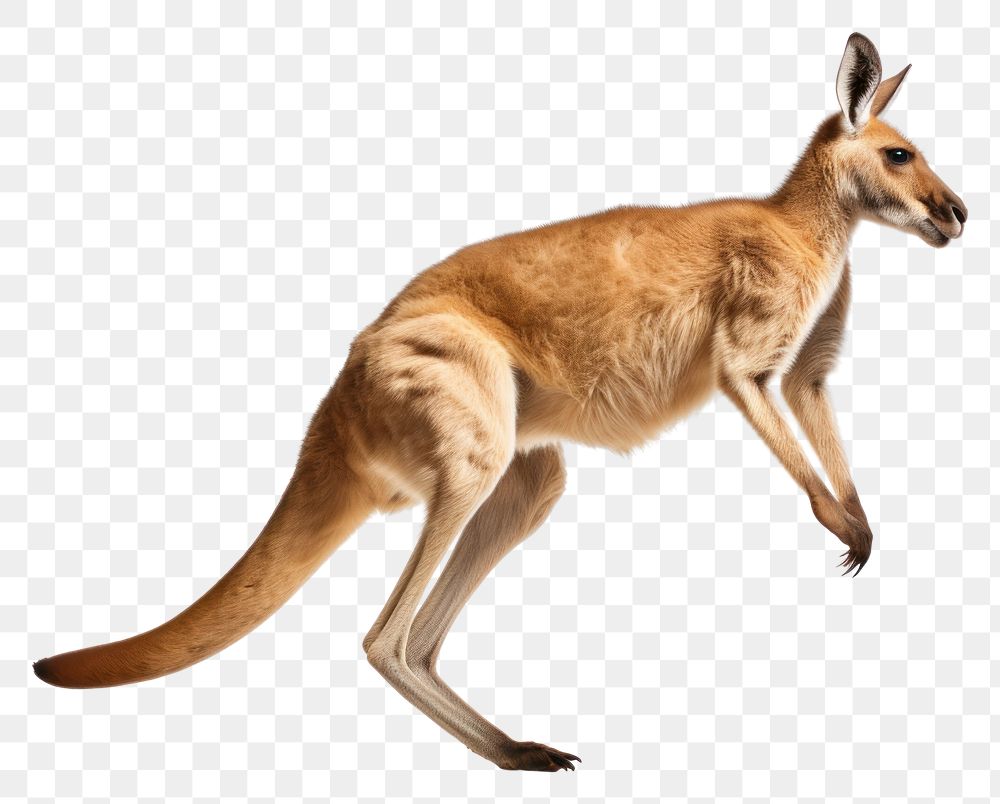 PNG Kangaroo jumping wallaby animal mammal. AI generated Image by rawpixel.