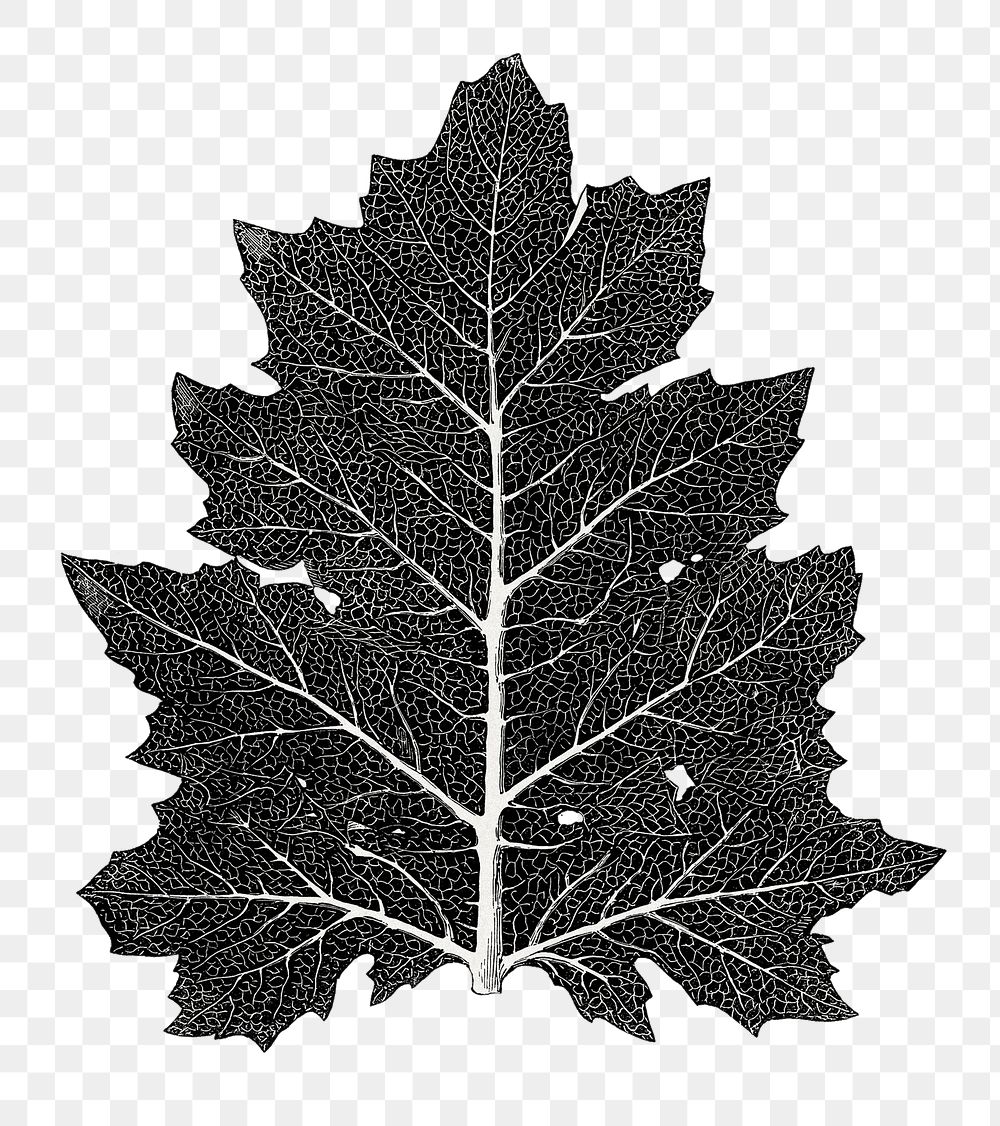 PNG vintage black leaf ornament element, transparent background