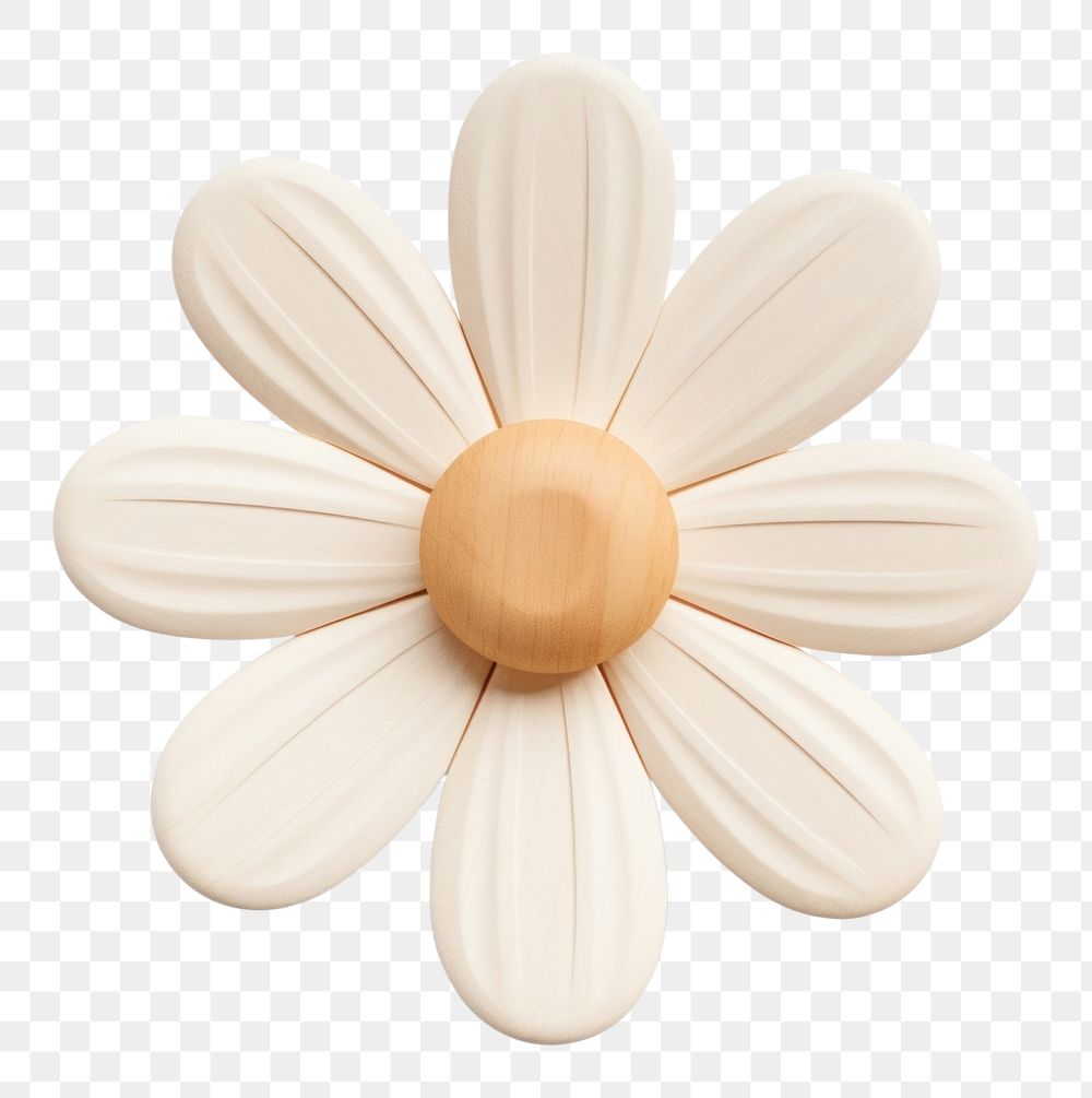 Daisy flower shape plant white white background