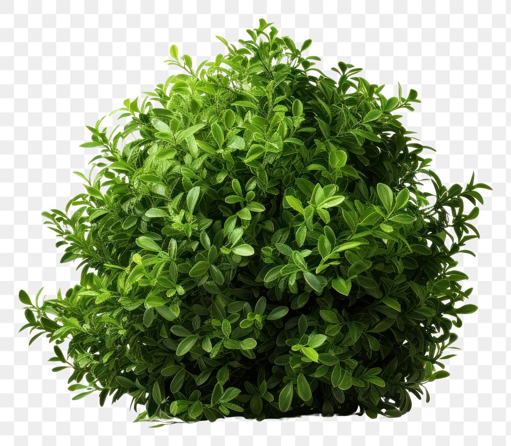 PNG Plant herbs leaf vegetation. 