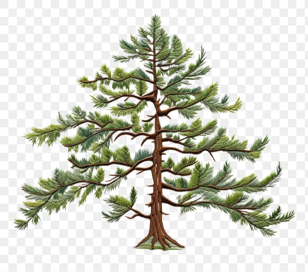 PNG Pine drawing sketch plant. AI generated Image by rawpixel.