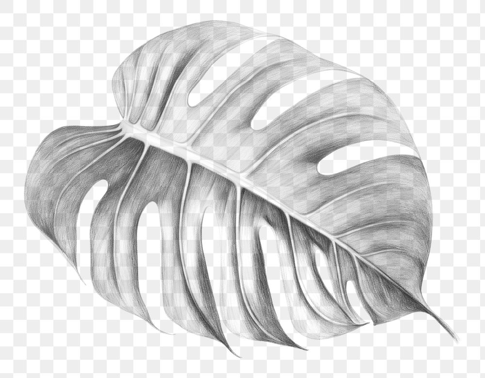 PNG Tropical leaf drawing sketch plant. AI generated Image by rawpixel.