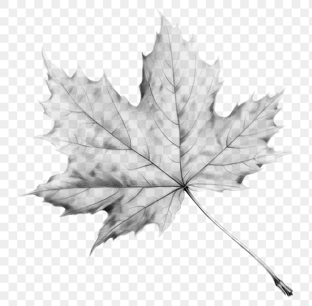 PNG Autumn plant maple leaf drawing sketch white. AI generated Image by rawpixel.
