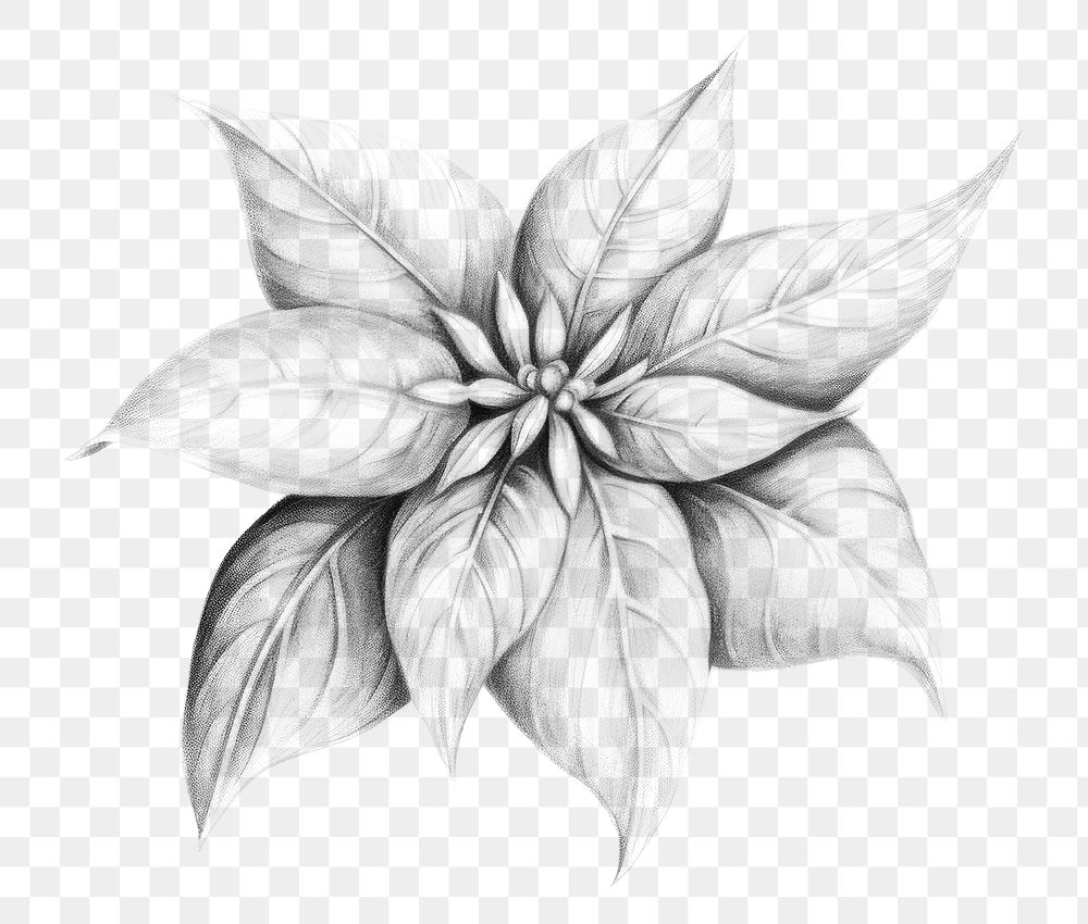 PNG Poinsettia drawing sketch white. AI generated Image by rawpixel.