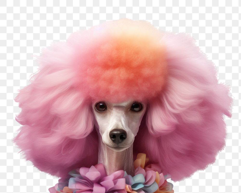 PNG Poodle portrait mammal animal. AI generated Image by rawpixel.