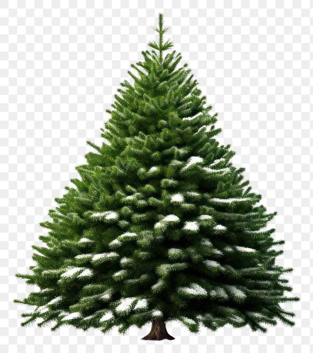 PNG Christmas plant tree pine