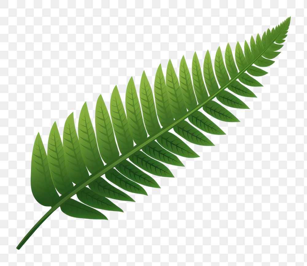 PNG  Fern fern plant leaf. AI generated Image by rawpixel.
